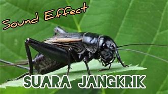 Suara Jangkrik Sungon